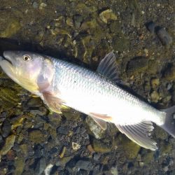 ベイトフィネスでハス釣り